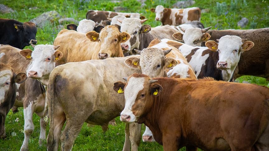 Büyükbaş Hayvan Sigortası ve Küçükbaş Hayvan Sigortası