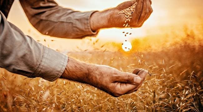 Bitkisel Ürün Sigortaları