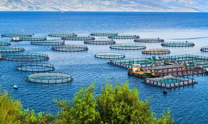 Su Ürünleri Sigortaları